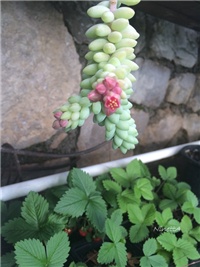 86ec87b2-20160601 burrito.jpg